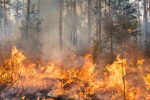 UGT denuncia la merma de efectivos de bomberos en el pulmón verde del Parque Natural del Túria