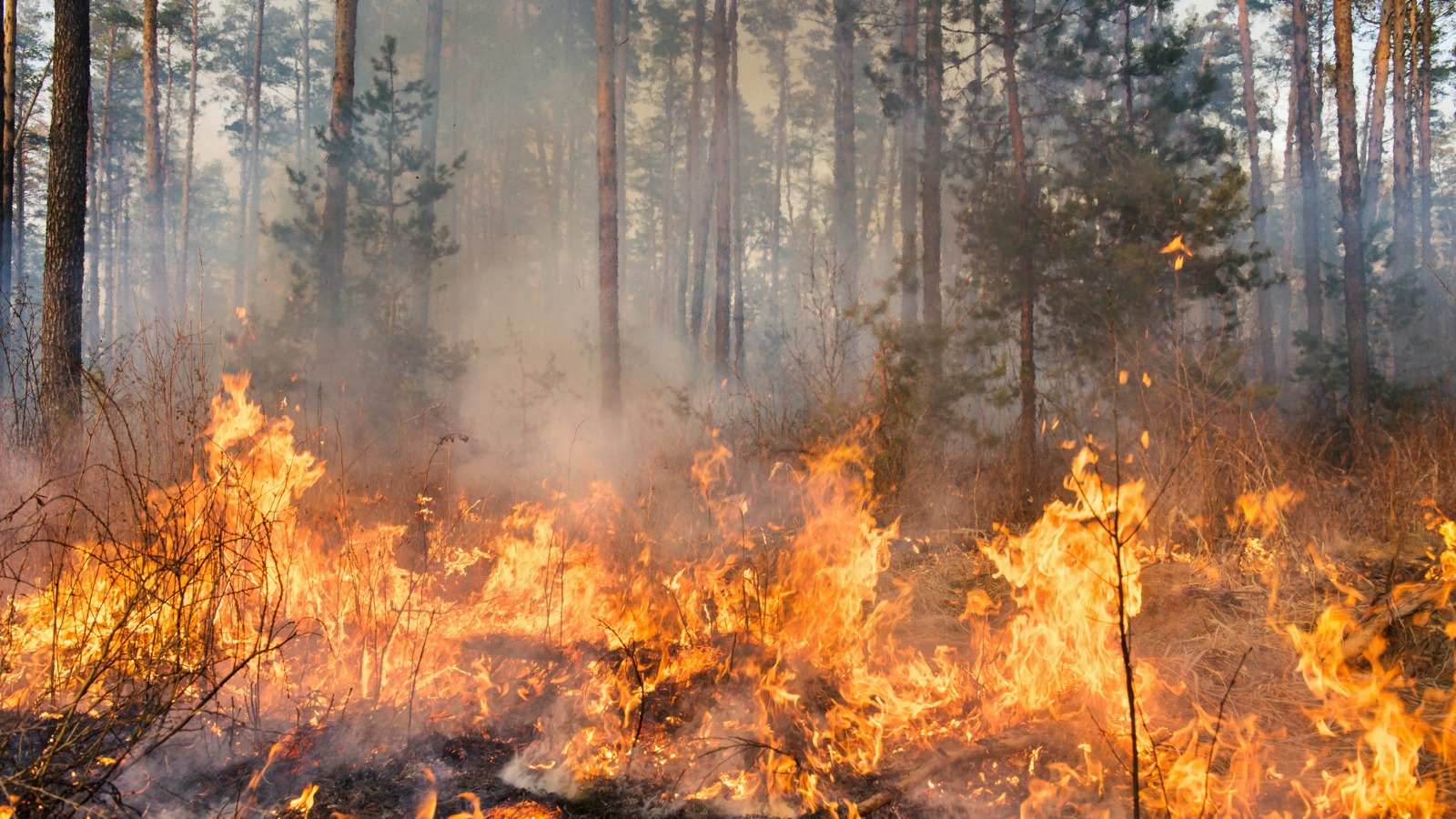 UGT denuncia la merma de efectivos de bomberos en el pulmón verde del Parque Natural del Túria