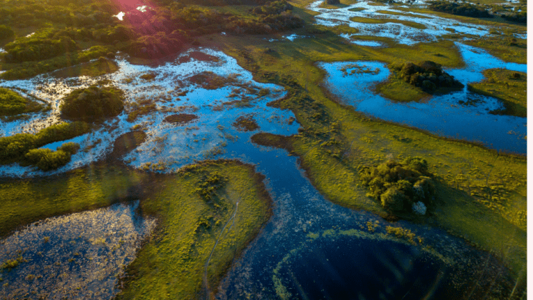 Lee más sobre el artículo 5 de junio, Día Mundial del Medio Ambiente 2025